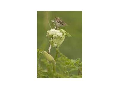 Chowiet Island Savannah Sparrow 00138 Photo Small Wildlife