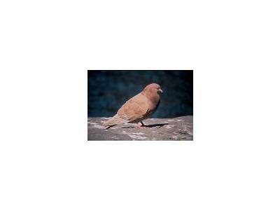 Rock Dove Pigeon 00143 Photo Small Wildlife