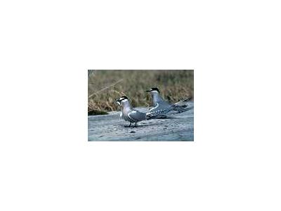 Aleutian Terns Adak 00146 Photo Small Wildlife