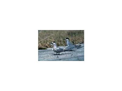 Aleutian Terns Adak 00146 Photo Small Wildlife