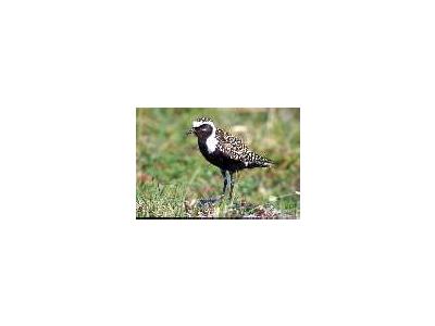 American Golden Plover Male 1998 00148 Photo Small Wildlife