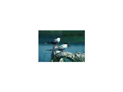 Arctic Tern Pair 1989 00151 Photo Small Wildlife