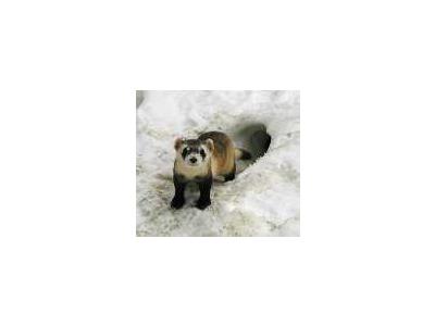 Adult Black Footed Ferret Male In Outdoor Pen At The National Black Footed Ferret Conservation Center 00189 Photo Small Wildlife