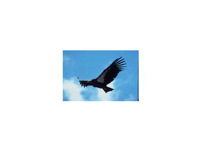 Adult Condor In Flight 00190 Photo Small Wildlife