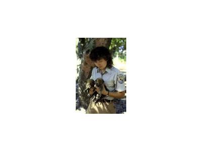 FWS Employee Holds Endangered Red Wolf Pups 00192 Photo Small Wildlife