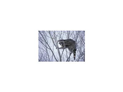 Raccoon 00202 Photo Small Wildlife