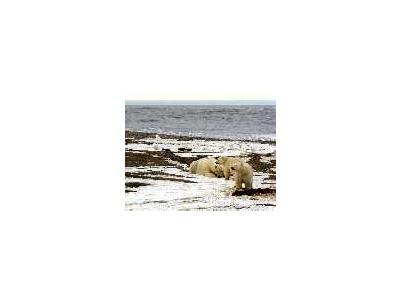 1002 Area Polar Bear Sow And Two Cubs On The Beaufort Sea Coast 00213 Photo Small Wildlife