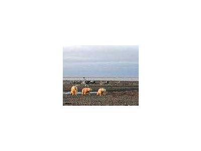 1002 Area Three Polar Bears On The Beaufort Sea Coast 00214 Photo Small Wildlife