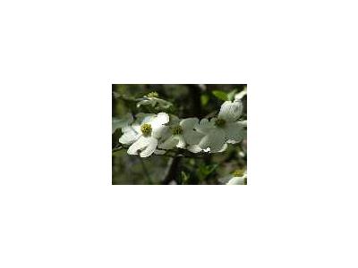 Dogwood Blooms 00261 Photo Small Wildlife