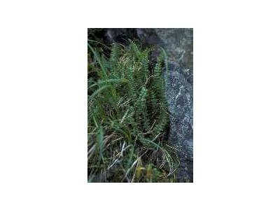 Aleutian Shield Fern 00295 Photo Small Wildlife