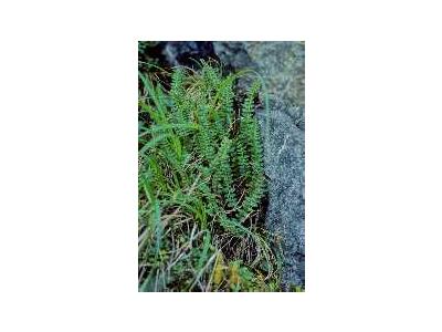 Aleutian Shield Fern 00296 Photo Small Wildlife