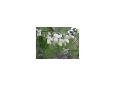 Baptisia Megacarpa Appalachicola Wild Indigo 00301 Photo Small Wildlife