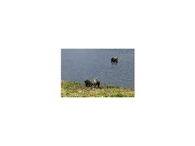 Brown Bears At Frazer Fish Pass 00345 Photo Small Wildlife