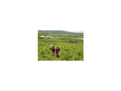 Hiking On Kodiak Island Near Frazer Fish Pass 00349 Photo Small Wildlife