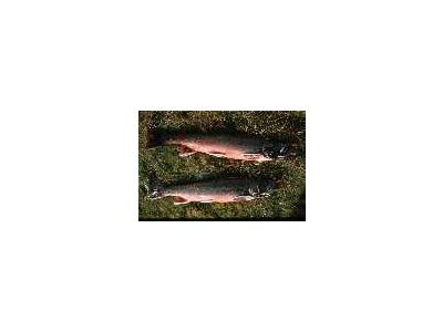 Arctic Char 00355 Photo Small Wildlife