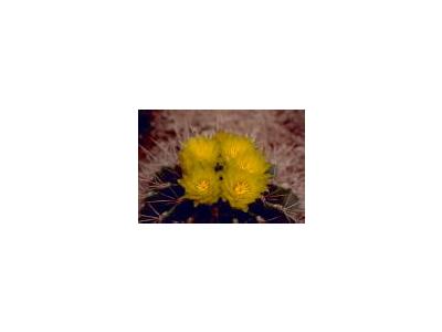 Barrel Cactus 00370 Photo Small Wildlife