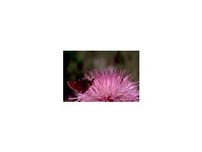 Butterfly On Thistle 00374 Photo Small Wildlife