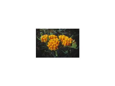 Butterfly Weed 00376 Photo Small Wildlife