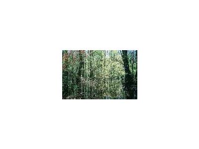 WO4328 Wetlands Bottomland Hardwood 00380 Photo Small Wildlife