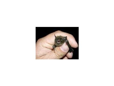 Indiana Bat 00390 Photo Small Wildlife