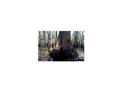WOE111 Conservation Easement Virginia 00391 Photo Small Wildlife