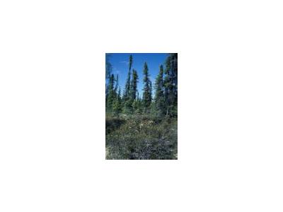 Black Spruce Forest And Ledum 00405 Photo Small Wildlife