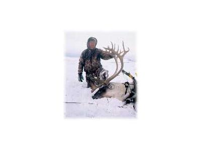 Bow Hunting Caribou 00421 Photo Small Wildlife