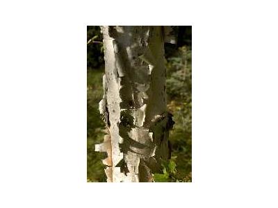 Birch Tree Showing Bark 00452 Photo Small Wildlife