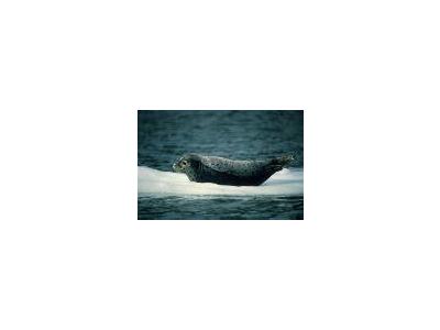 Harbor Seal 00483 Photo Small Wildlife