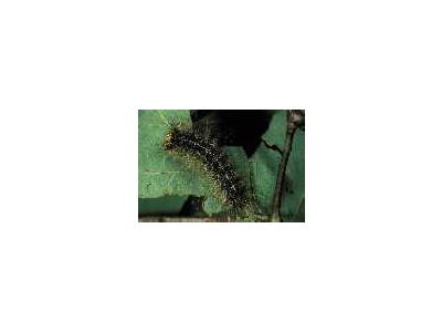 Gypsy Moth Caterpillar 00512 Photo Small Wildlife