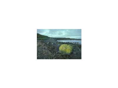 Adak Island Lichen Covered Rock On Beach 00516 Photo Small Wildlife