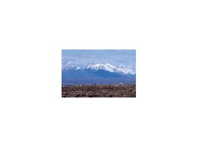 1002 Area Caribou With Mountain Backdrop 00541 Photo Small Wildlife