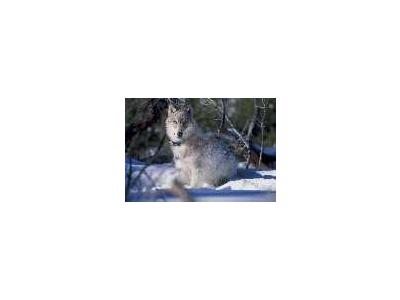 130 Pound Wolf Watches Biologists In Yellowstone National Park 00543 Photo Small Wildlife