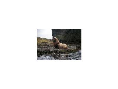 Agattu Island Steller Sea Lion Bull 00545 Photo Small Wildlife