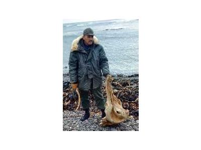 Amchitka Beachcomber With Whale Skull1966 00548 Photo Small Wildlife