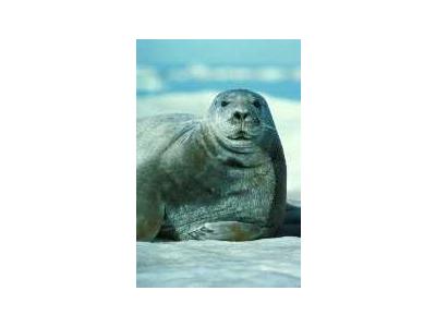 Bearded Seal Portrait 00551 Photo Small Wildlife