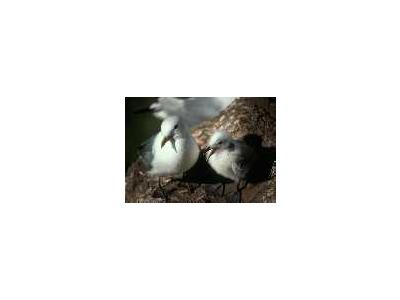 Black Legged Kittiwake With Chick Middleton Island 00561 Photo Small Wildlife