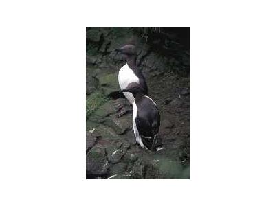 Common Murres On Hall Island 00566 Photo Small Wildlife