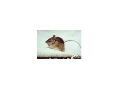 Prebles Meadow Jumping Mouse 00578 Photo Small Wildlife