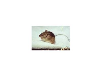 Prebles Meadow Jumping Mouse 00579 Photo Small Wildlife