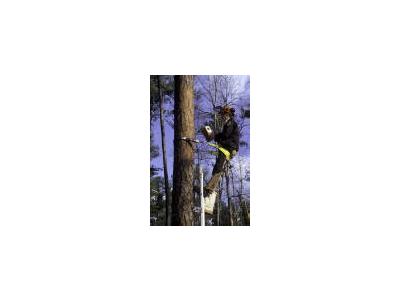 Biologist Working On Red Cockaded Woodpecker Nest Box 00612 Photo Small Wildlife