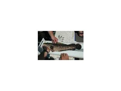 Northern Snakehead Fish 00616 Photo Small Wildlife