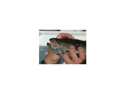 Northern Snakehead Fish 00617 Photo Small Wildlife