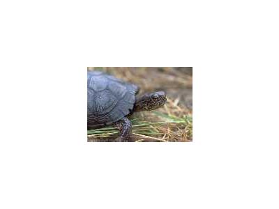 Eastern Box Turtle 00629 Photo Small Wildlife