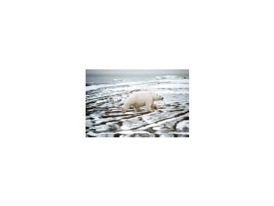 Polar Bear 00658 Photo Small Wildlife