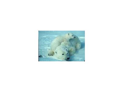 WO2000 Polar Bear With Cub 00664 Photo Small Wildlife