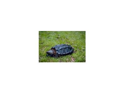 Alligator Snapping Turtle 00673 Photo Small Wildlife