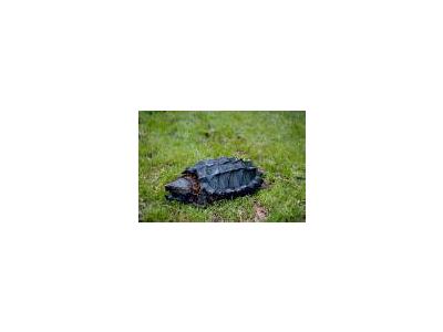 Alligator Snapping Turtle 00673 Photo Small Wildlife