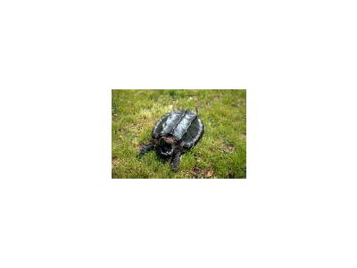 Alligator Snapping Turtle 00674 Photo Small Wildlife