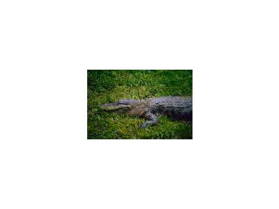 American Alligator 00676 Photo Small Wildlife